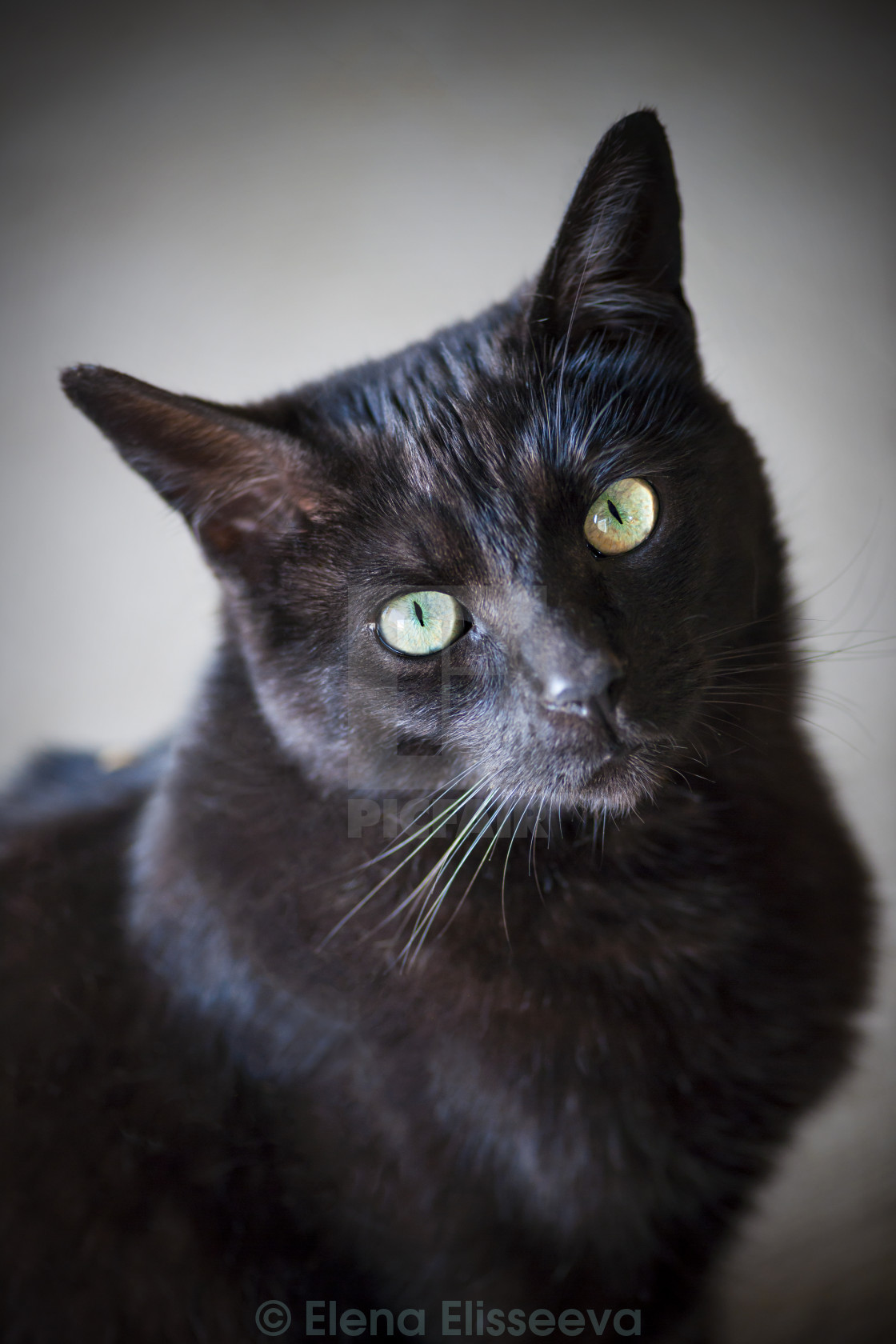 Портрет чёрного кота сидчшего